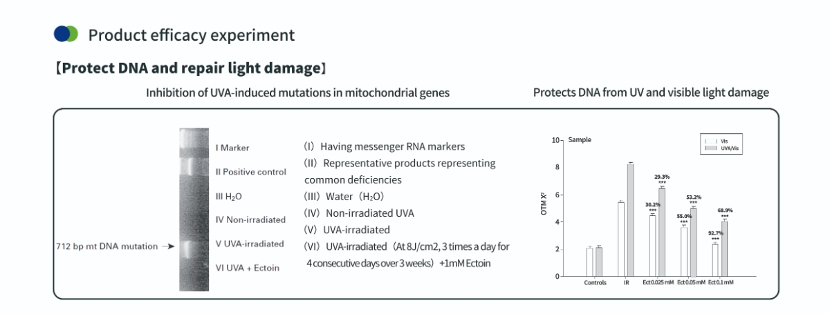 حماية الحمض النووي باستخدام مسحوق الإكتوين للبشرة